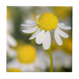 Kamilleblomma närbild, Ungern Kakelplatta