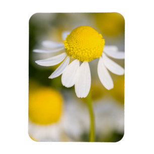 Kamilleblomma närbild, Ungern Magnet