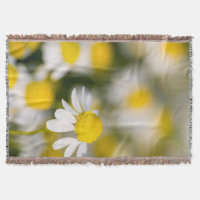 Kamilleblomma närbild, Ungern
