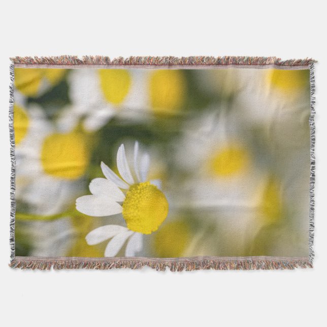 Kamilleblomma närbild, Ungern Mysfilt (Framsidan)