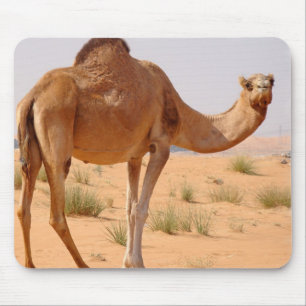 Kamlet för Arabsmus vadderar Musmatta