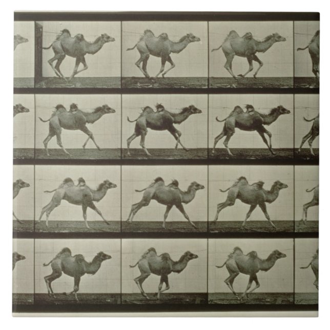 Kamlet pläterar från "djur Locomotion", 1887 Kakelplatta (Framsidan)