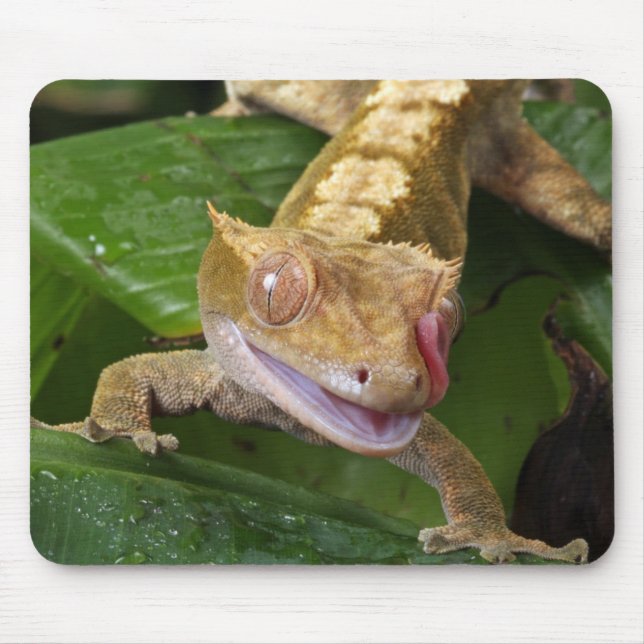 Kammad gecko musmatta (Framsidan)