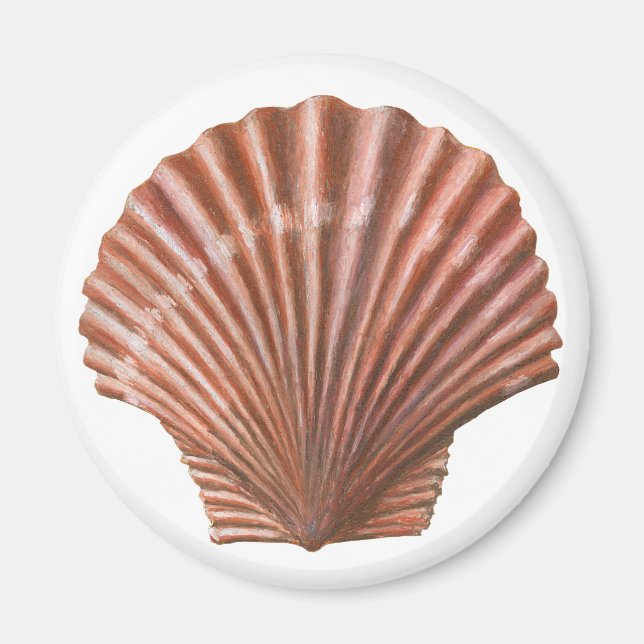 Kammussla Magnet (Framsidan)