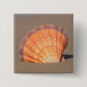 Kammussla Shell  Crete, Grekland Knapp