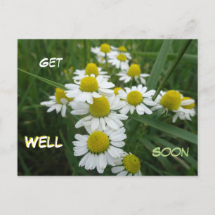 Kamomile Flowers Close Get well Soon Postcard Vykort