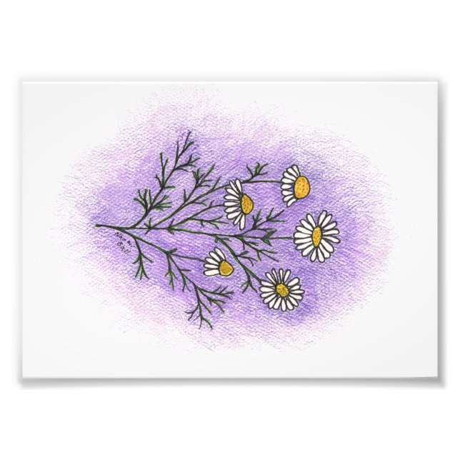 Kamomile Illustration Photo Print Fototryck (Framsidan)