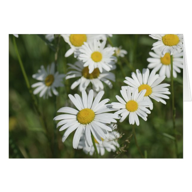 Kamomiler Hälsningskort (Framsidan Horizontal)