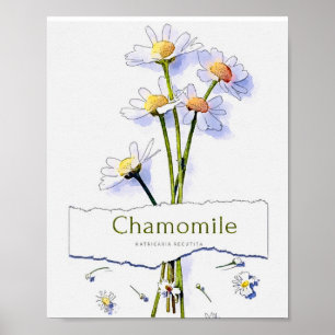 Kamomill, vintage, vattenfärgsmålning poster