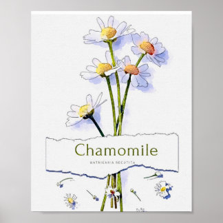 Kamomill, vintage, vattenfärgsmålning poster