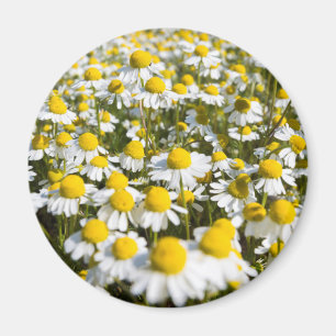 Kamomillfält, Ungern Magnet