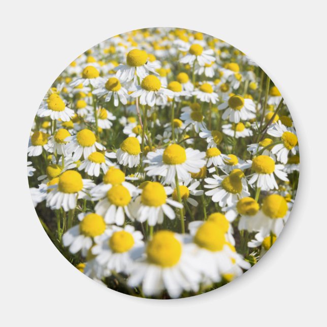 Kamomillfält, Ungern Magnet (Framsidan)