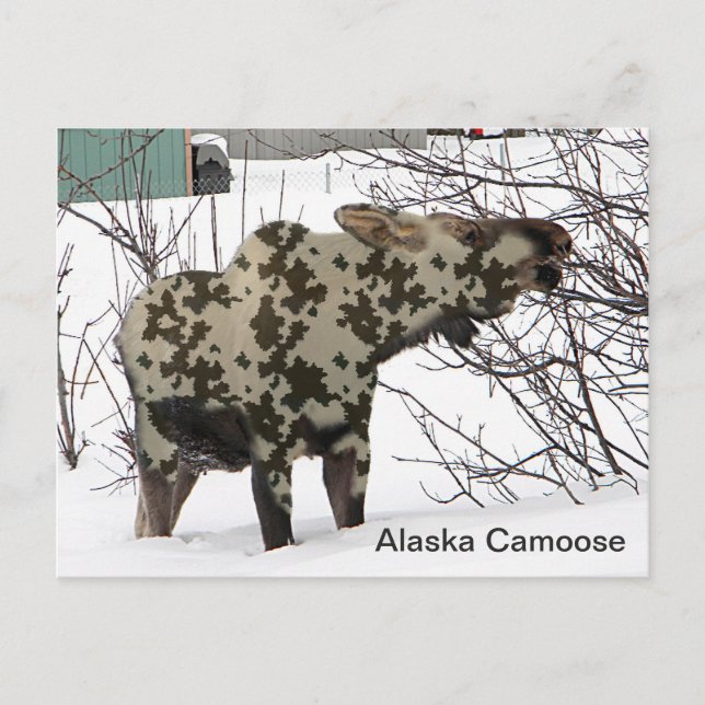Kamouflage Moose (Camoose) Vykort (Framsida)
