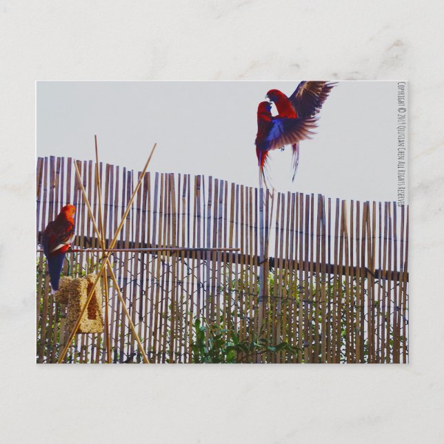 Kamp för flickan vykort (Framsida)