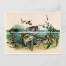 Kampen mot bass vykort