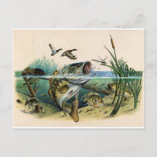 Kampen mot bass vykort (Framsida)