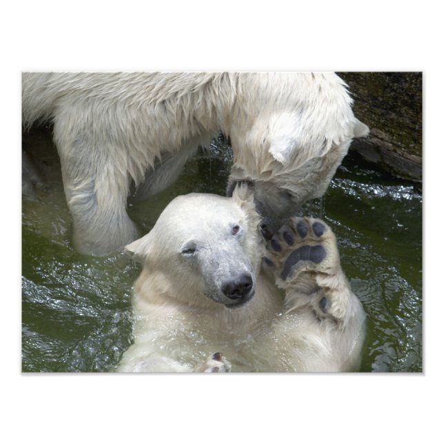 Kampen mot Polar Bears Fototryck (Framsidan)