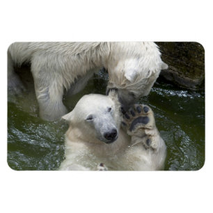 Kampen mot Polar Bears Magnet