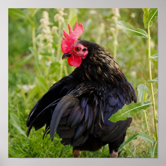 Kampen mot Tupp Poster (Framsidan)