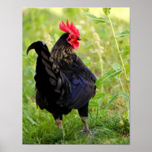 Kampen mot Tupp Poster