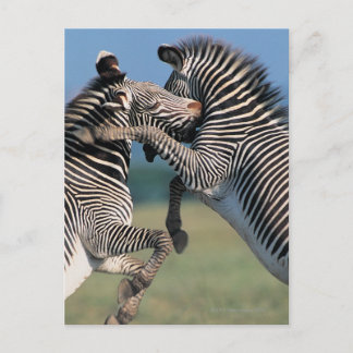 Kampen mot zebröder (Equus burchelli) Vykort