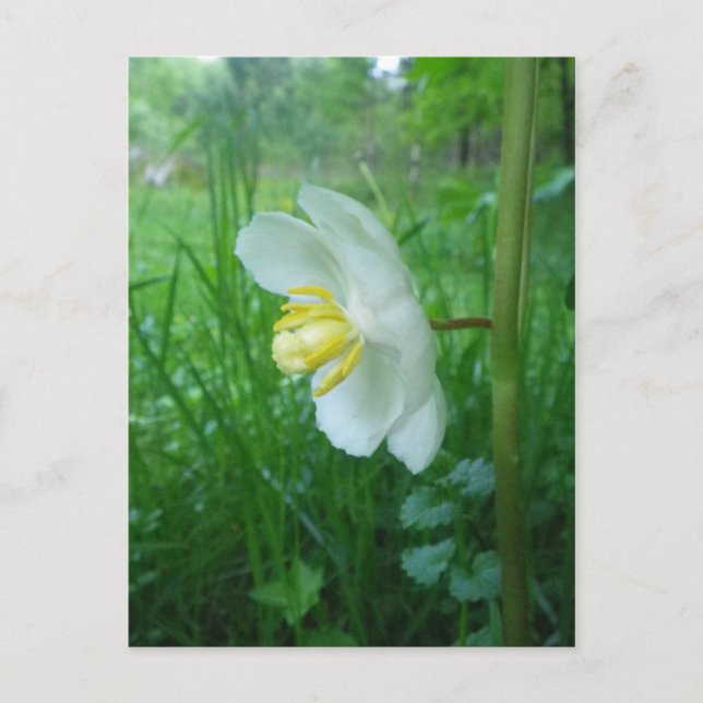 Kan Apple blommar vycard Vykort (Framsida)