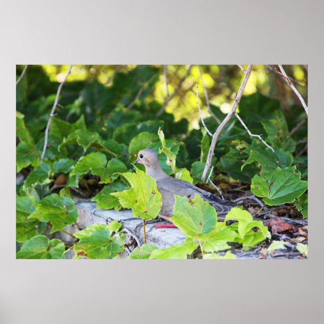 Kan inte se mig poster (Framsidan)