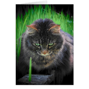 Kan inte titta bort hälsningskort