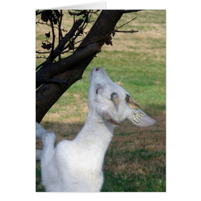 Kan jag klättra i Träd? Hälsningskort (Framsidan)