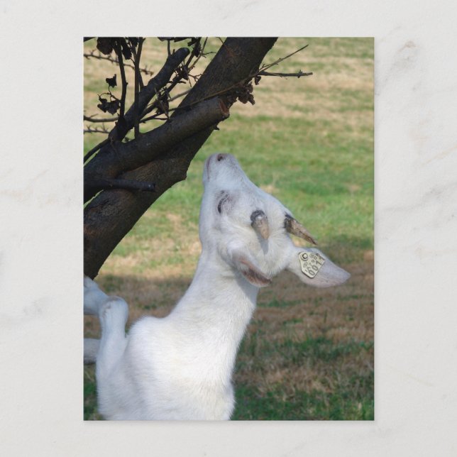 Kan jag klättra i Träd? Vykort (Framsida)