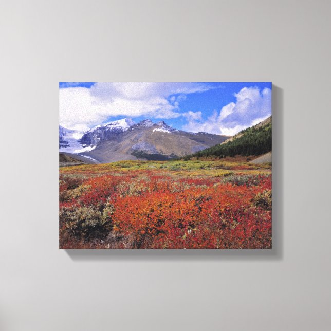 Kanada, Alberta, Banff NP. Blåbär blommar Canvastryck (Framsida)