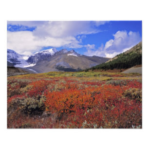 Kanada, Alberta, Banff NP. Blåbär blommar Fototryck
