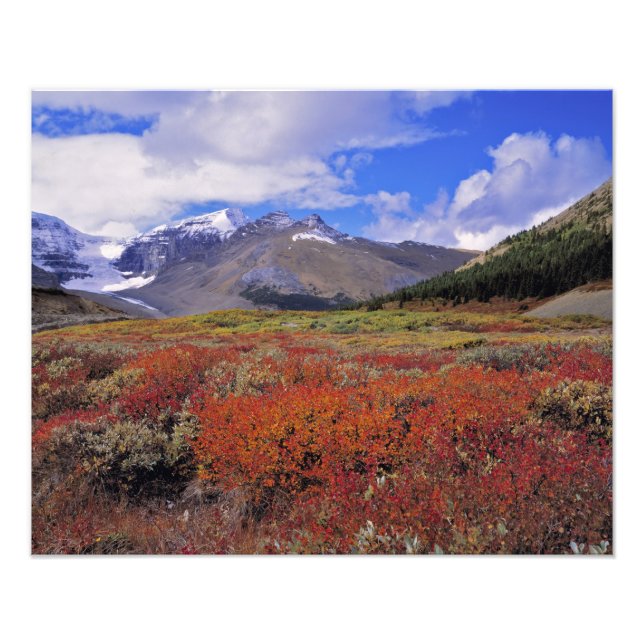 Kanada, Alberta, Banff NP. Blåbär blommar Fototryck (Framsidan)