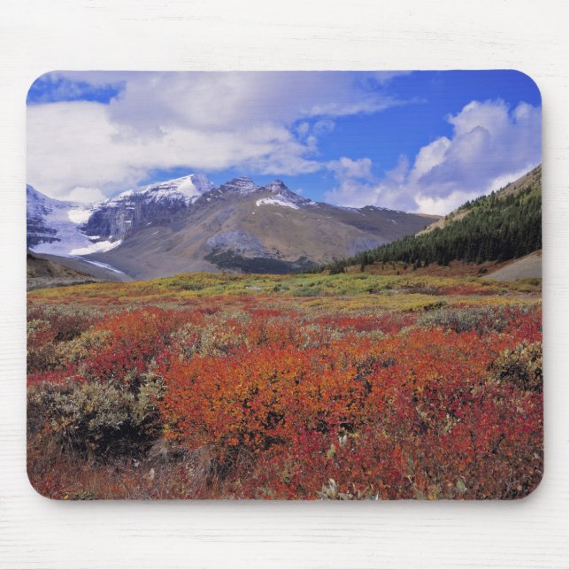 Kanada, Alberta, Banff NP. Blåbär blommar Musmatta (Framsidan)