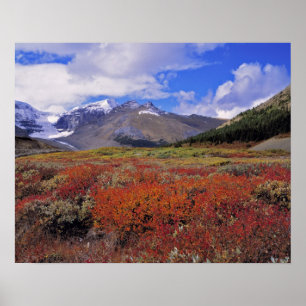 Kanada, Alberta, Banff NP. Blåbär blommar Poster
