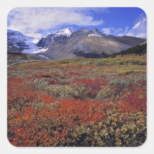 Kanada, Alberta, Banff NP. Blåbär ger Fyrkantigt Klistermärke