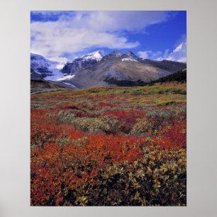 Kanada, Alberta, Banff NP. Blåbär ger Poster
