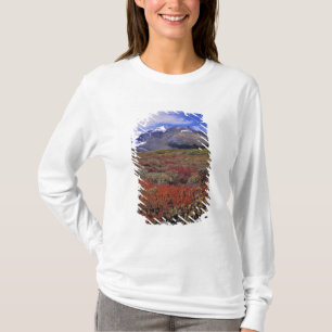 Kanada, Alberta, Banff NP. Blåbär ger Tee