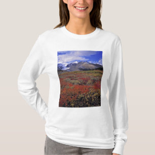 Kanada, Alberta, Banff NP. Blåbär ger Tee