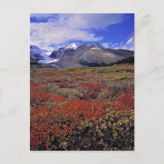Kanada, Alberta, Banff NP. Blåbär ger Vykort (Framsida)