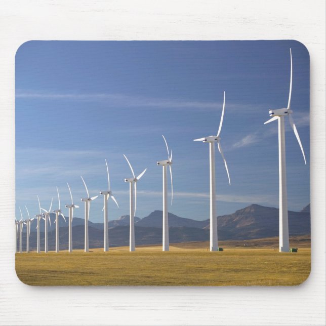 Kanada, Alberta, Crowsnest Pass-området: Cowley Musmatta (Framsidan)