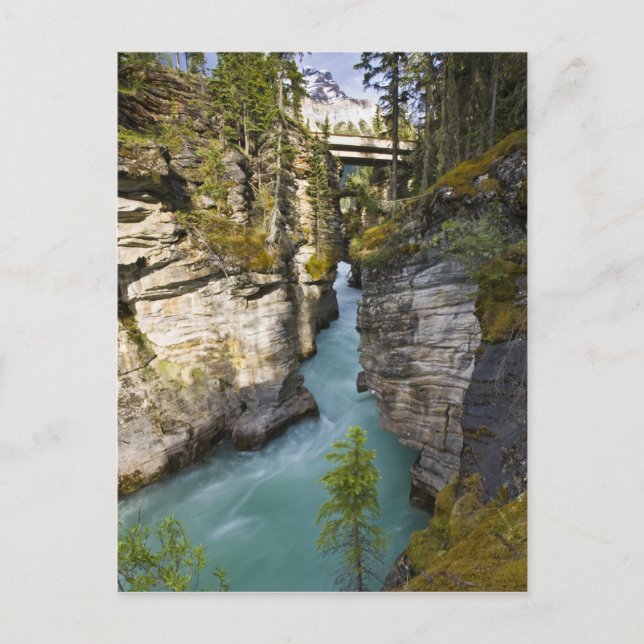 Kanada, Alberta, Jasper National Park, Athabasca 2 Vykort (Framsida)