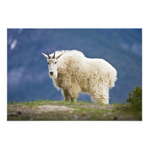 Kanada, Alberta, Jasper National Park, Fototryck