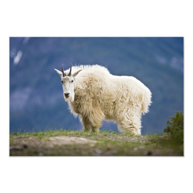 Kanada, Alberta, Jasper National Park Fototryck (Framsidan)