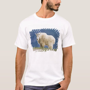 Kanada, Alberta, Jasper National Park, Tee