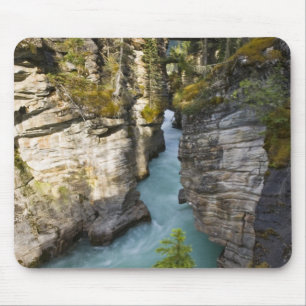 Kanada, Alberta, Jasper Nationalpark, Athabasca 2 Musmatta