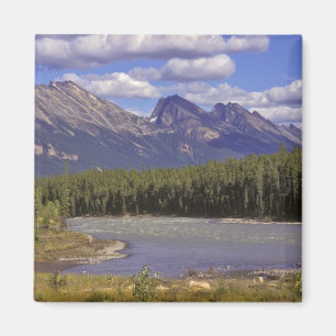 Kanada, Alberta, Jasper Nationalpark. Stor Magnet