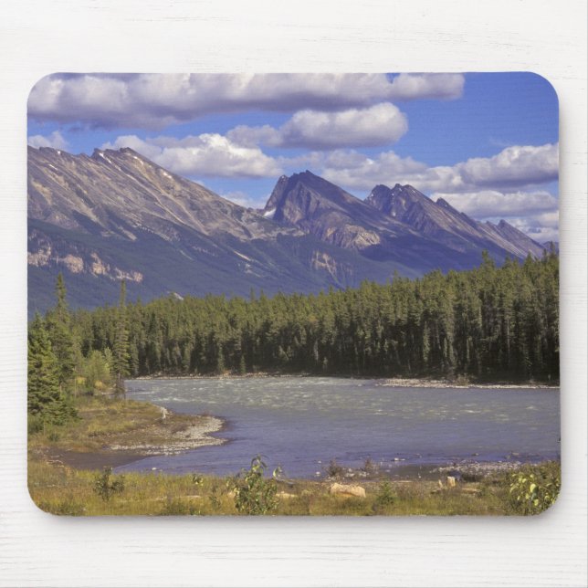 Kanada, Alberta, Jasper nationalpark. Stor Musmatta (Framsidan)