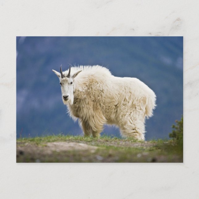 Kanada, Alberta, Jasper Nationalpark, Vykort (Framsida)