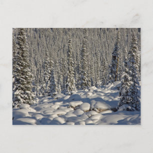 Kanada, Alberta, Jasper nationalpark. Vykort